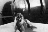 完美狗生 全世界第一只被送上太空的流浪狗