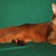索马里猫猫界中的狐狸个性如何 索马利猫饲养和清洁须知